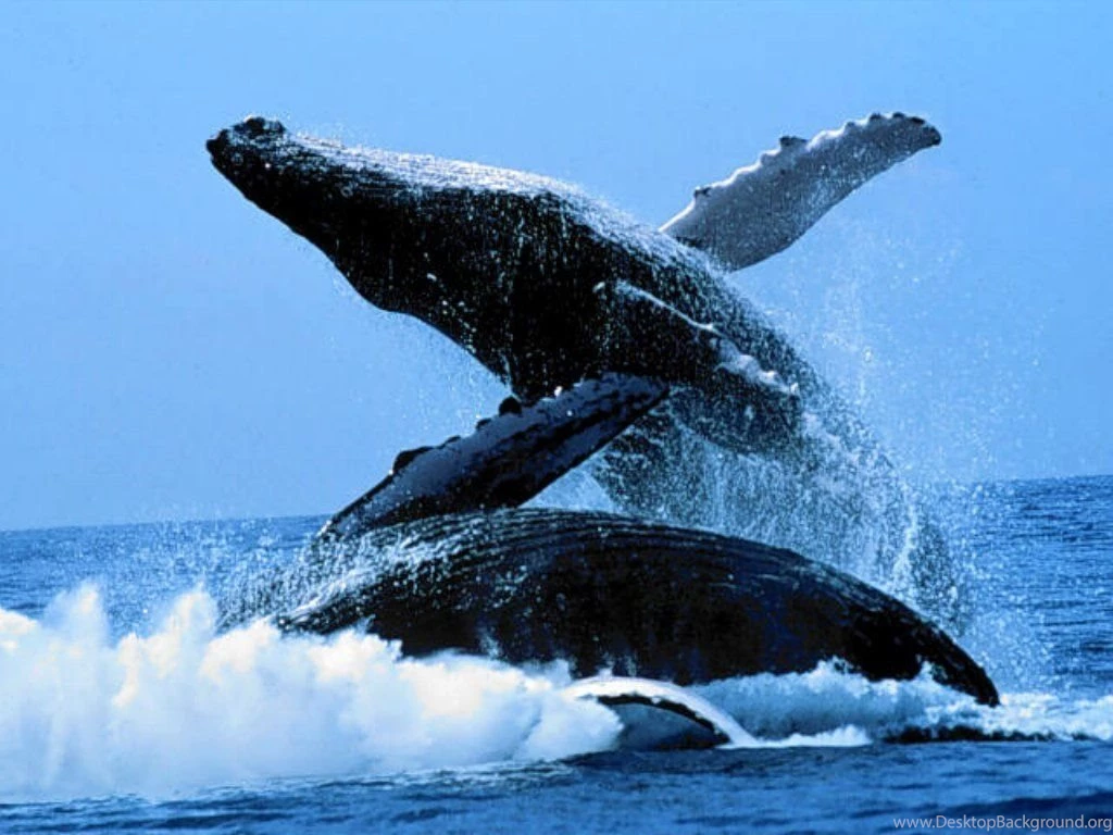 Whale Wallpapers. Images And Animals Whale Pictures (732)