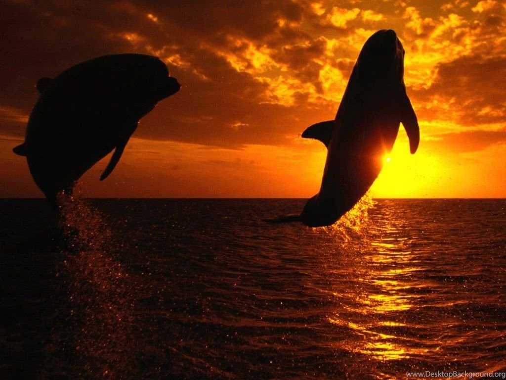 Blue Whale Weight Wallpaper.
