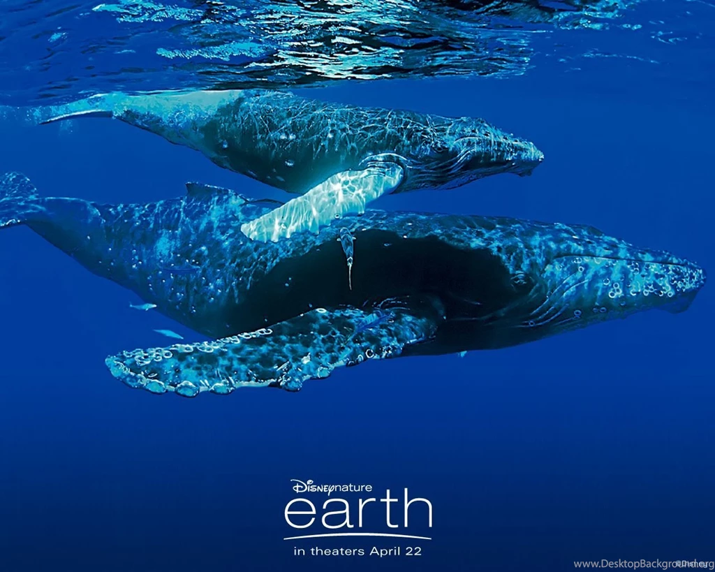 Free Whales Of Earth Wallpapers, Free Whales Of Earth HD ...