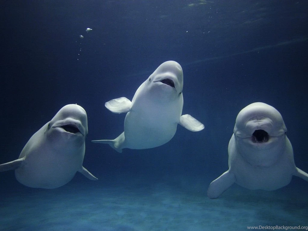 Cute Baby Beluga Whales