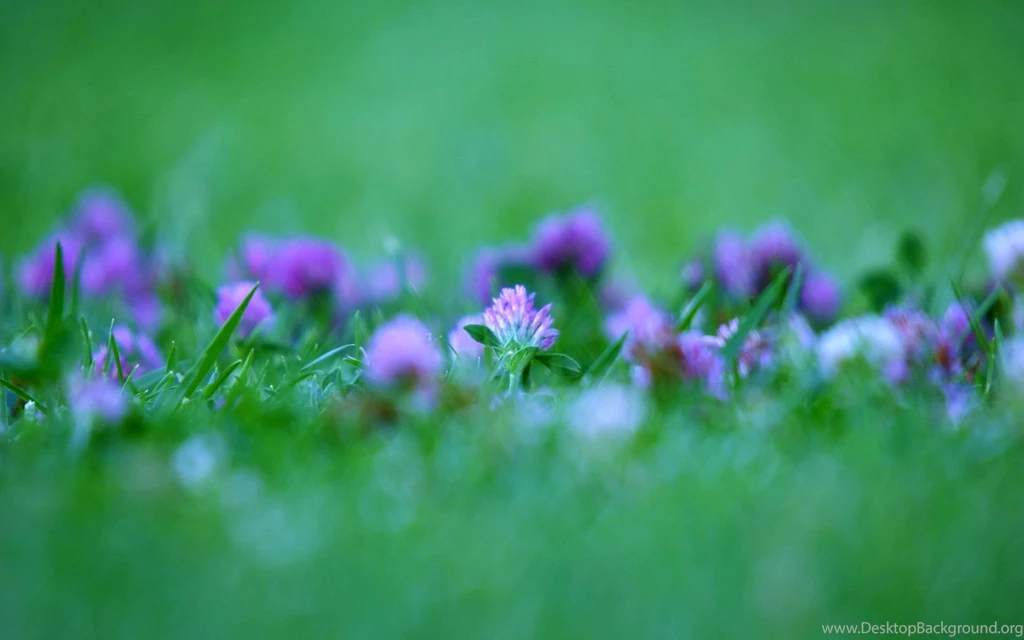 Flowers Beautiful Best Quality Backgrounds Nature Free High ...