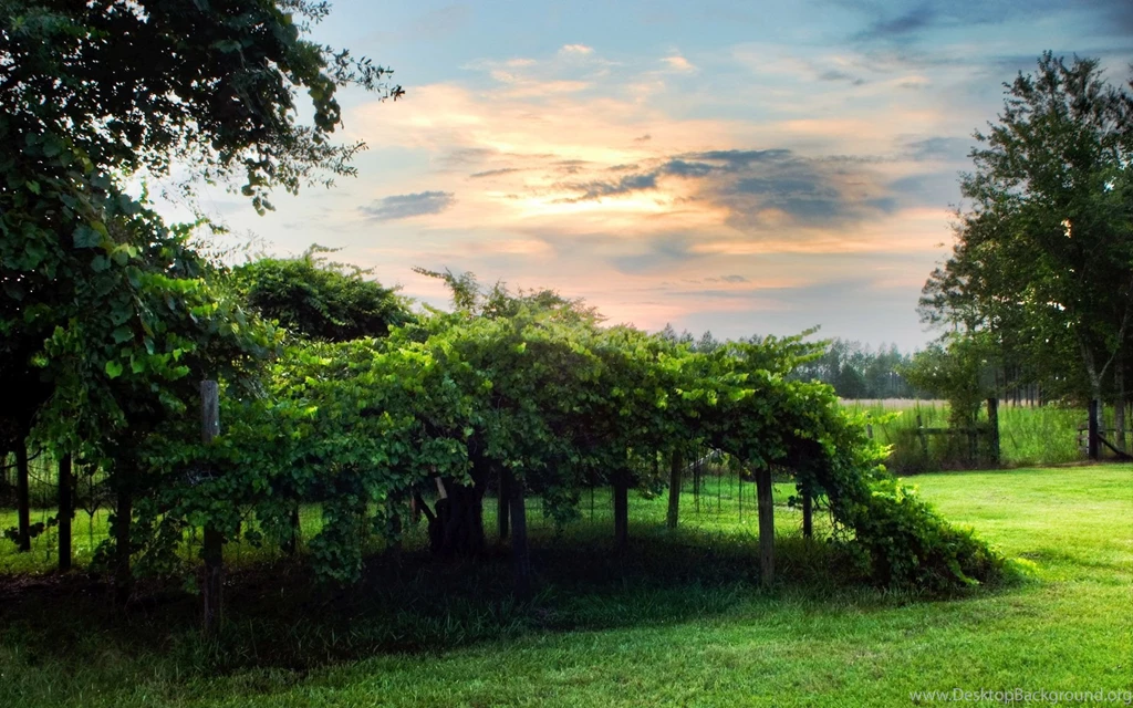 1920x1200px Natural Backgrounds For Desktop