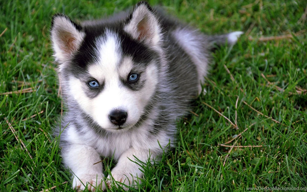 Cute Baby Siberian Husky Wallpaper Backgrounds