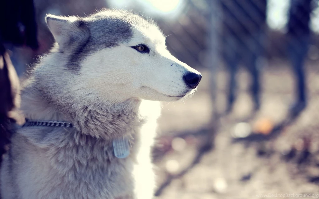 Download Download Husky Wallpapers HD