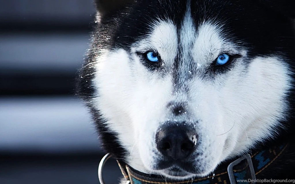 Download Husky Wallpapers HD