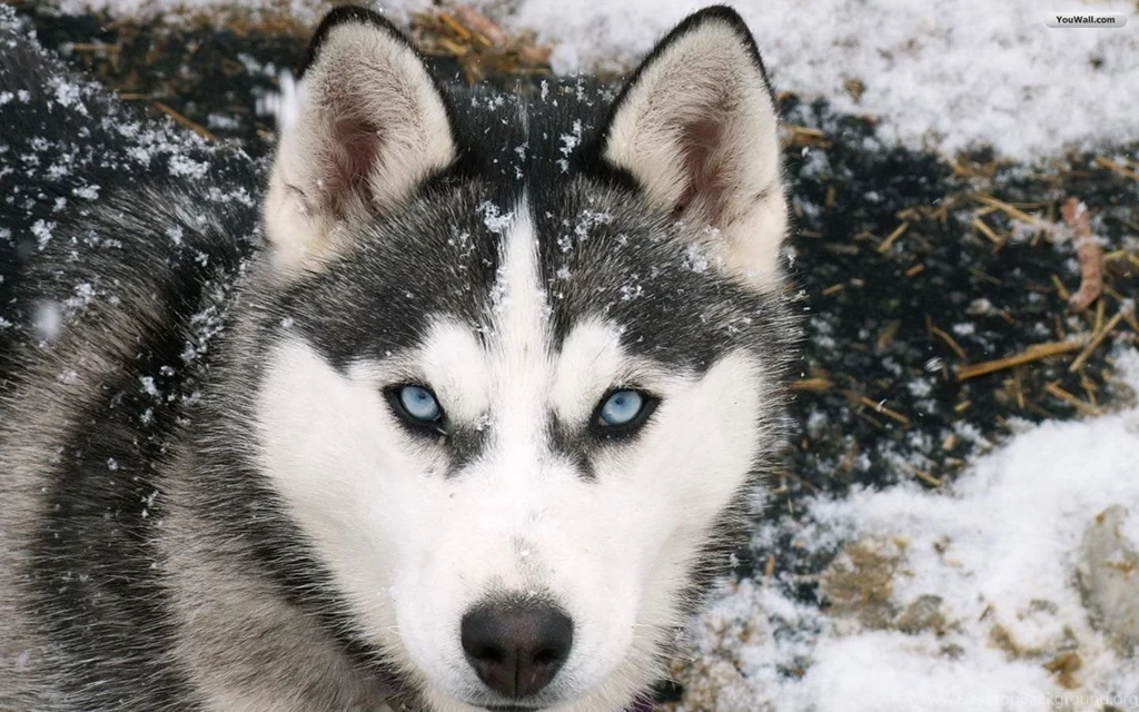 Sibirischer Husky Husky Hd Wallpapers Siberian Husky Wallpapers ...