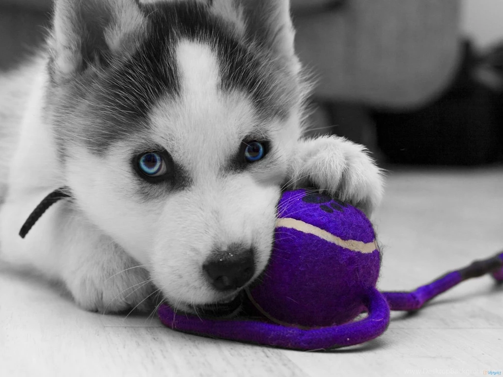 Baby White Husky   Wallpaper.
