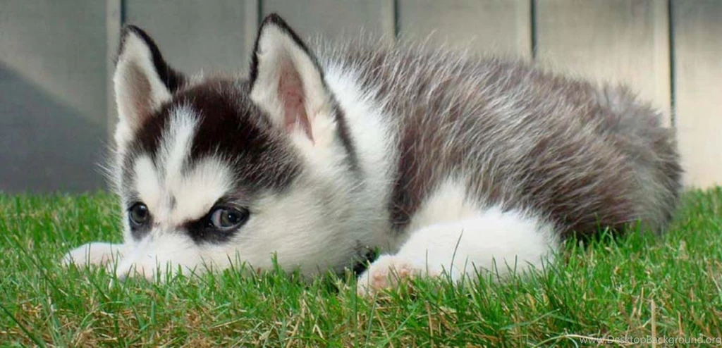 Cute Miniature Siberian Huskies Puppies Full Of Love