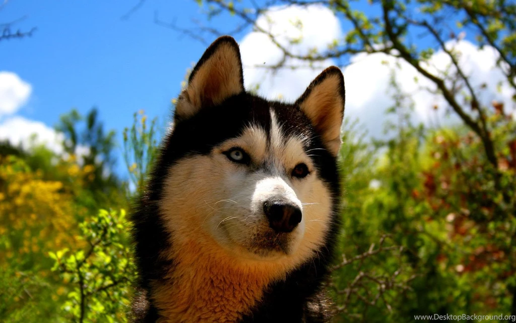 20 Cute Dog Wallpapers