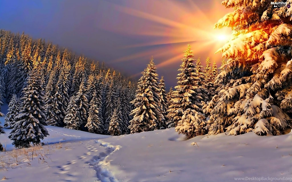 Sun, Spruces, Glamour, Rays, Winter, Snow, Traces, Forest ...