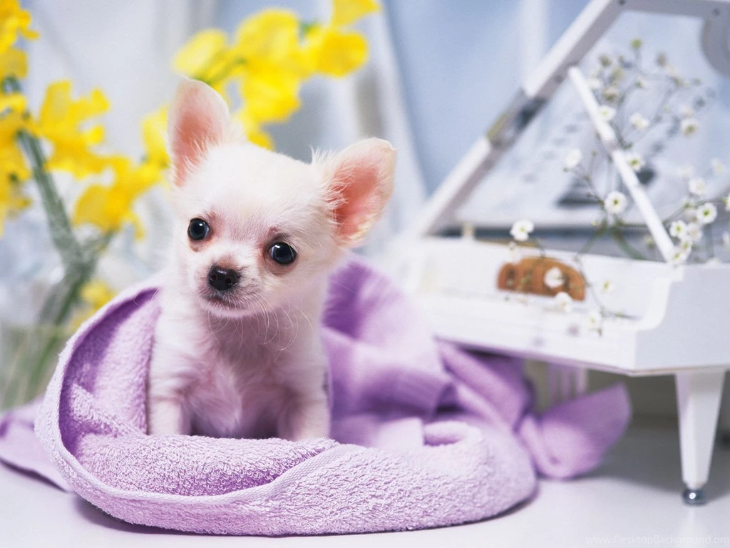 Piano Doggy Wallpapers And Images Wallpapers, Pictures, Photos