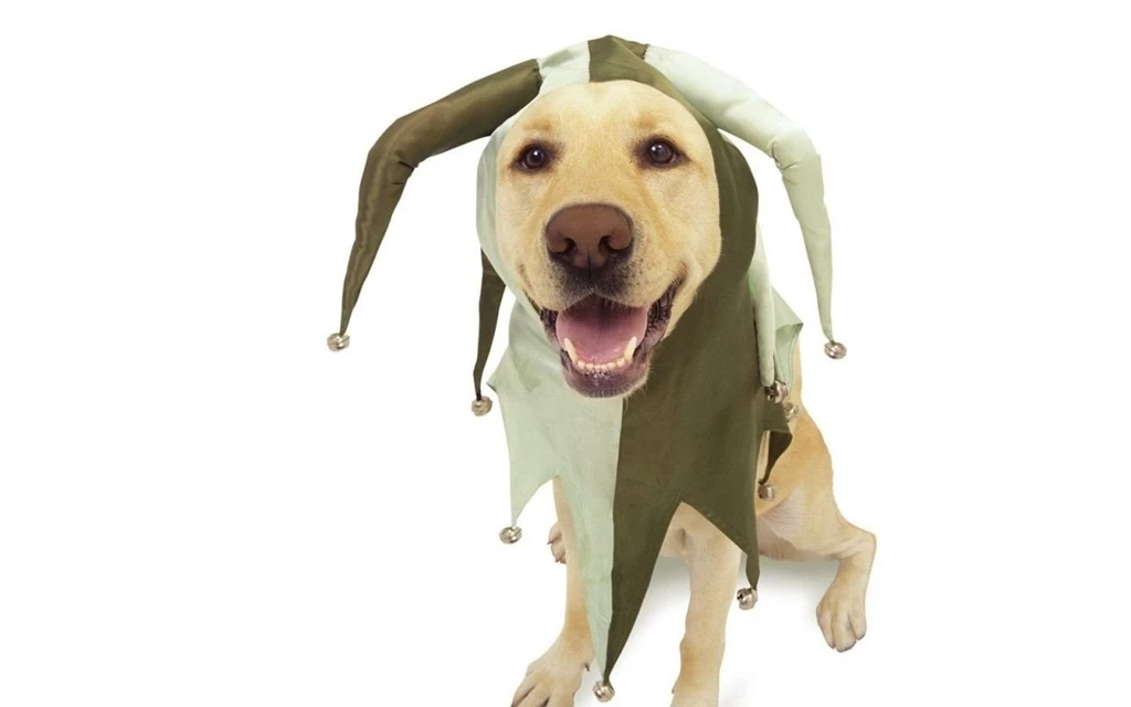 Doggy Wallpapers Dogs Wallpapers (1153129) Fanpop