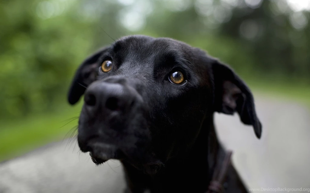 Doggy Eye Wallpapers