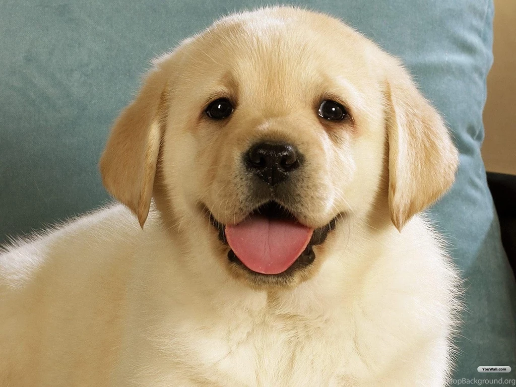 Youwall Cute Dog Wallpapers Wallpaper,wallpapers,free Wallpapers ...
