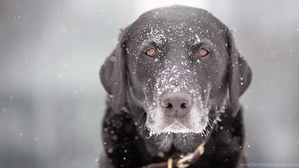 Dog Wallpapers