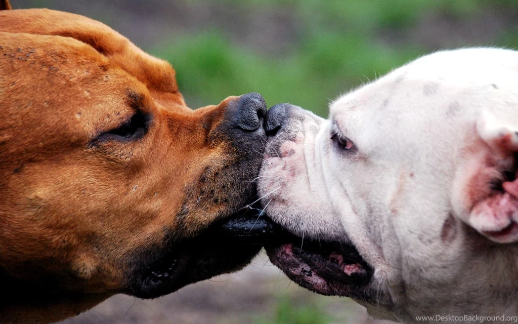 Free Wallpapers Funny Doggy Kissing Dog