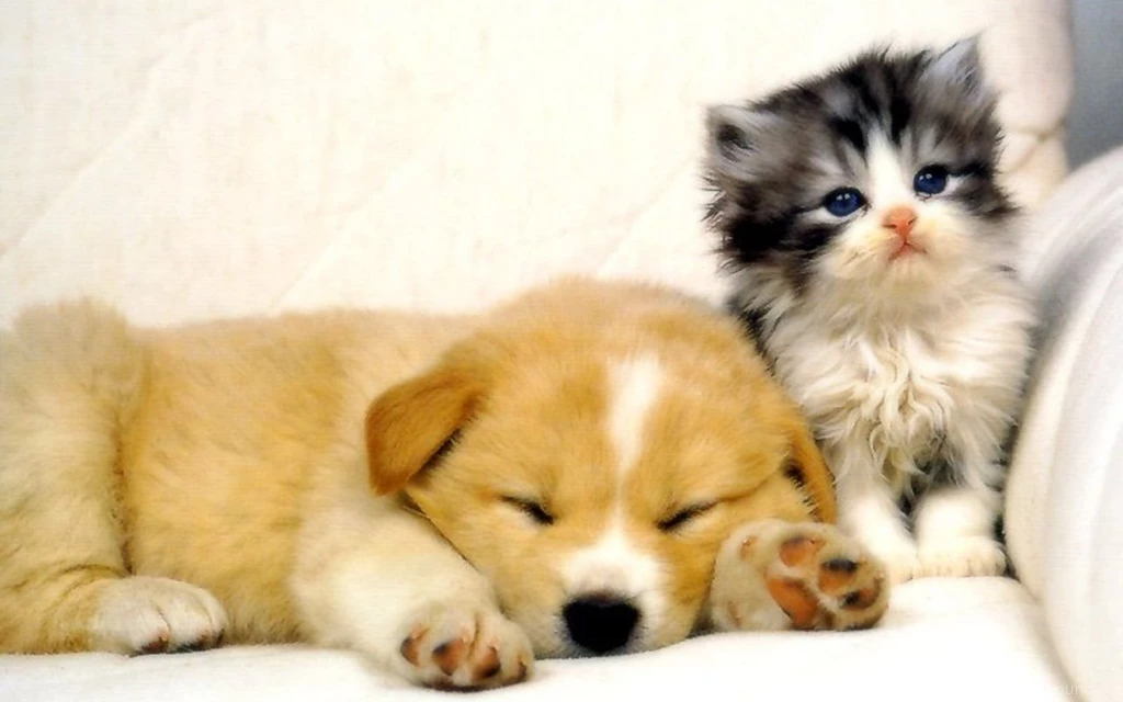 Dog And Cat Breed Cats Types