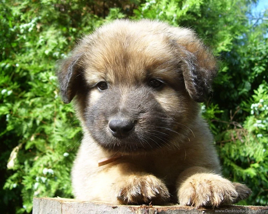 1280 doggy wallpaper 2.jpg