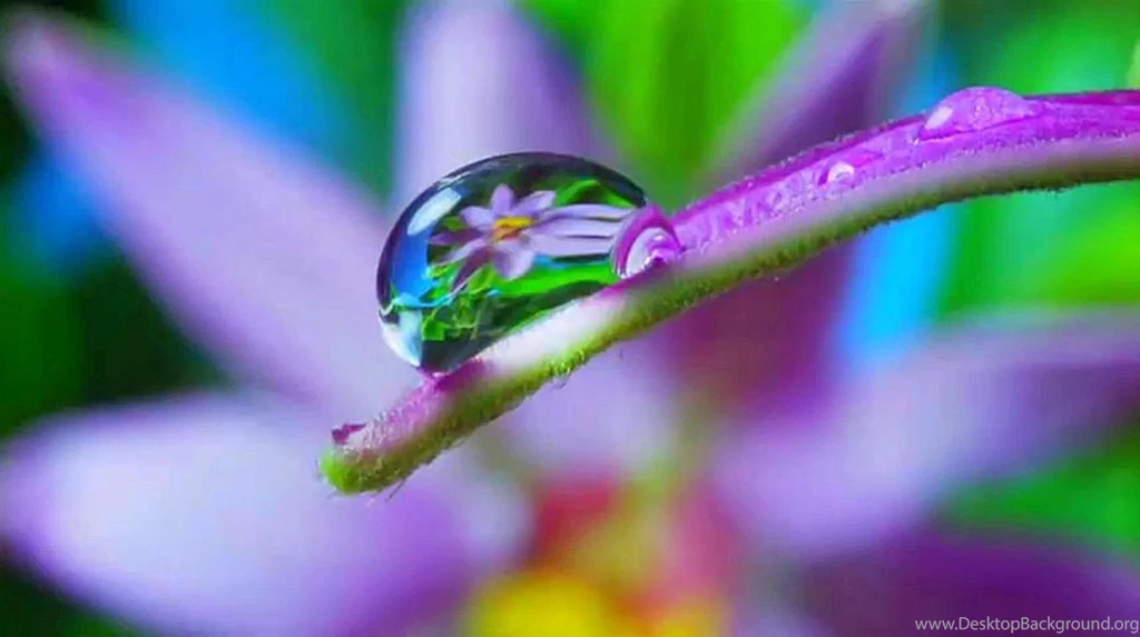 Dew Drops HD Wallpaper, Dew Drops Images