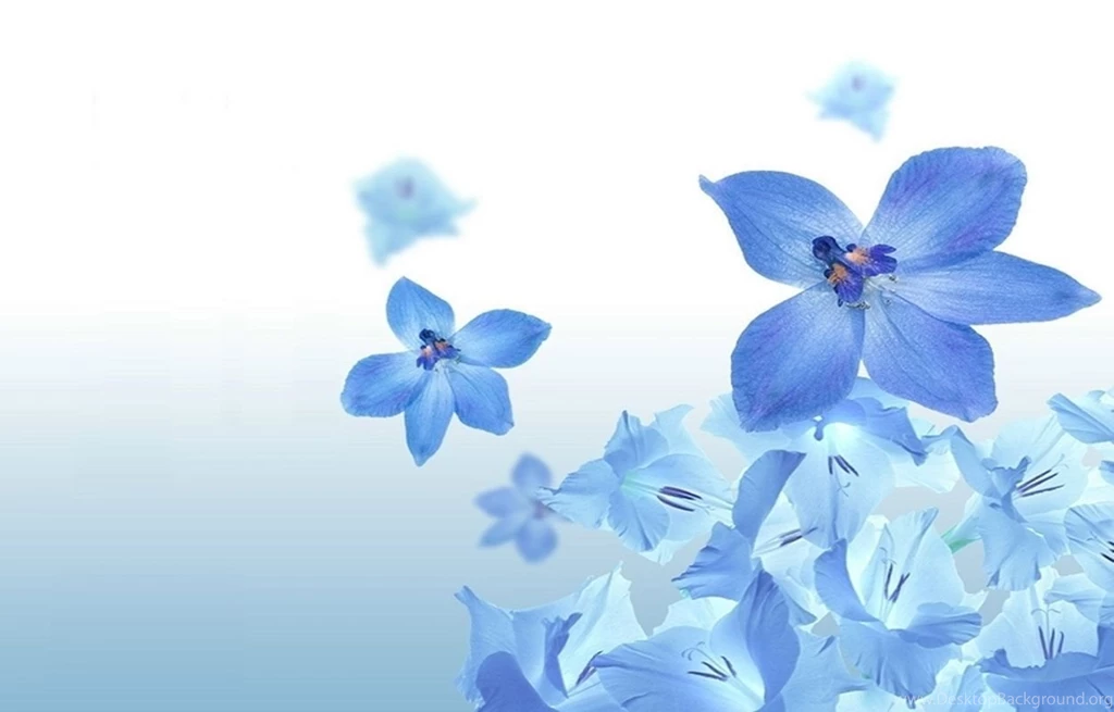 1920x1200px Cute Flowers Pretty Wallpapers