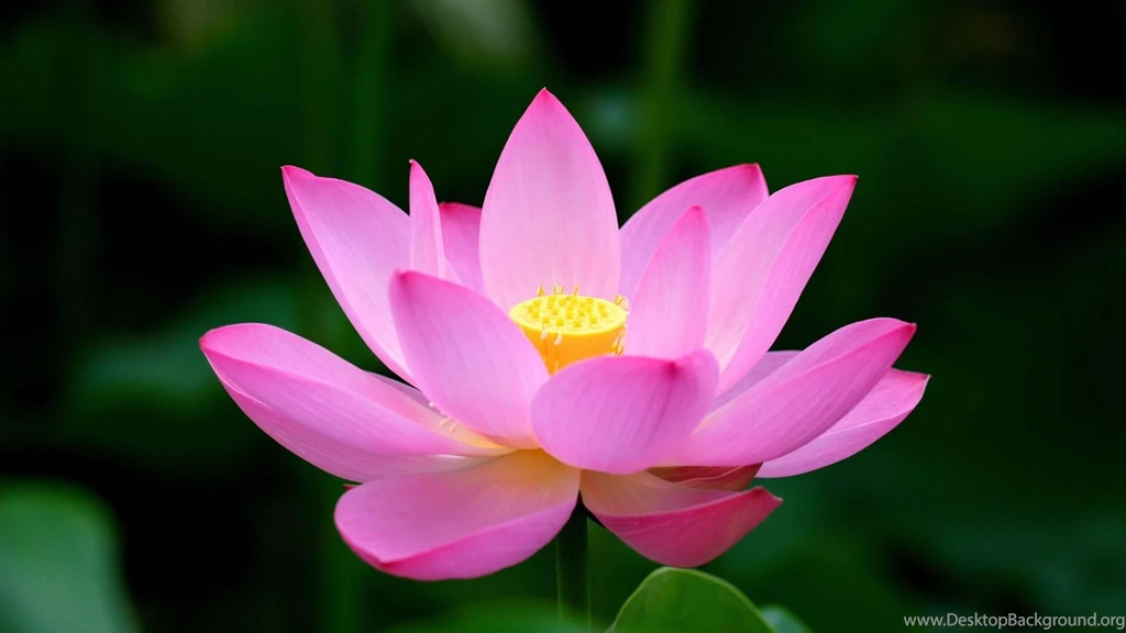 Pink Lotus Flower Desktop Wallpapers 1920x1080 1532465