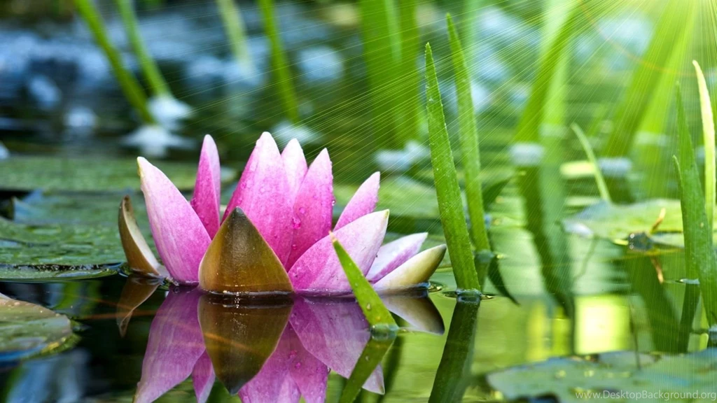 Download Wallpapers 1366x768 Flower, Water Lily, Lotus, Water, Pink ...