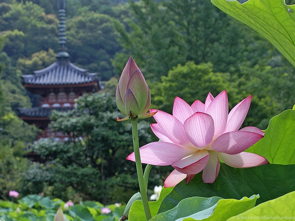Lotus Flower : Desktop And Mobile Wallpapers : Wallippo