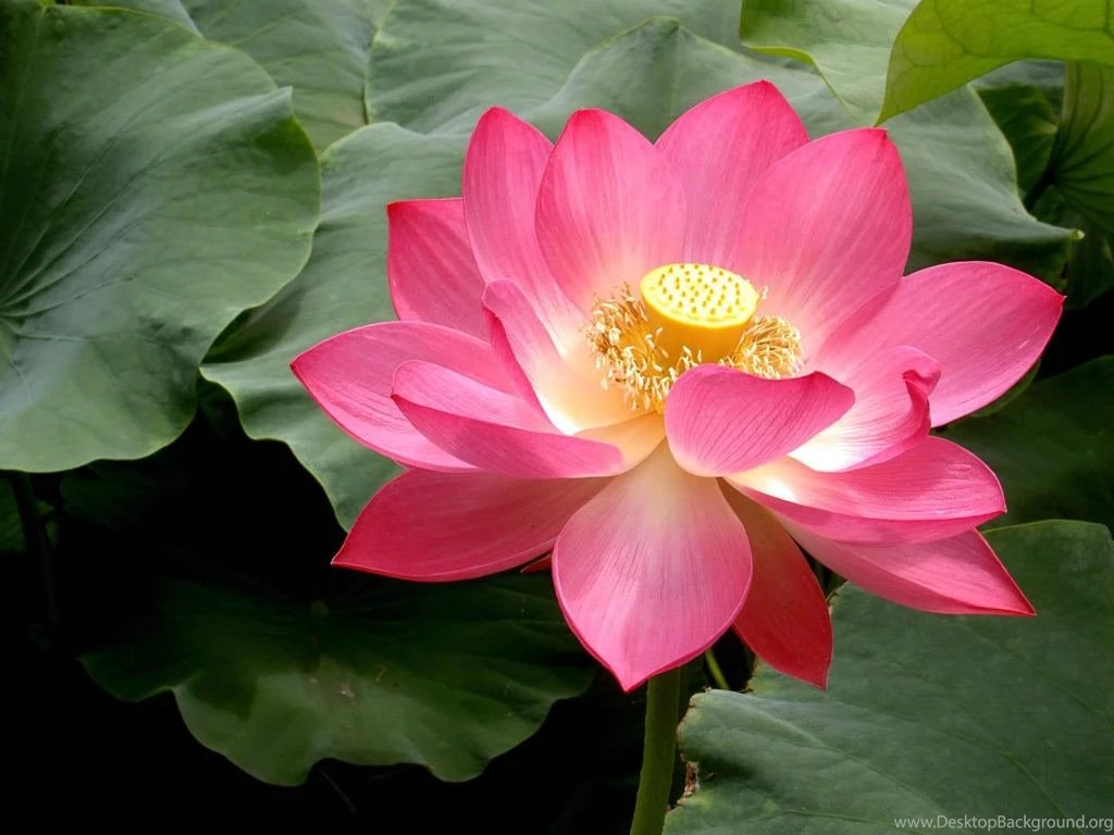 Lotus Flower Backgrounds Wallpapers Cave