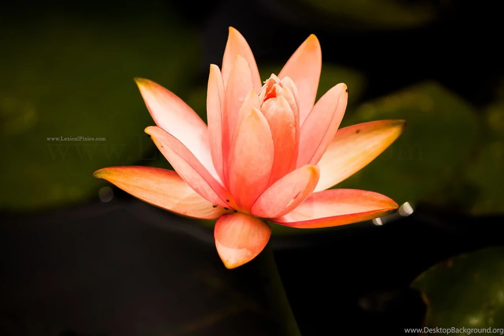 Lotus Flower Nelumbo Nucifera Nature Desktop Wallpapers 1600x1067 ...