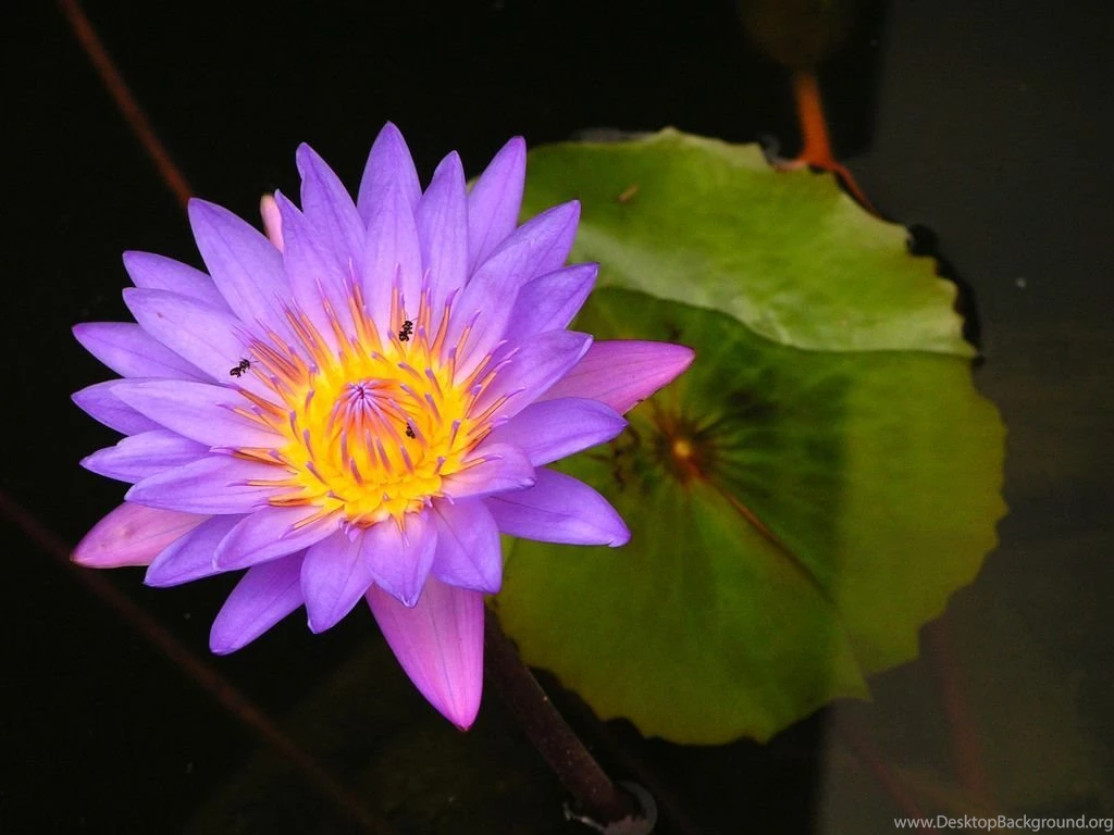 Purple Lotus Flower Flower HD Wallpapers, Images, PIctures ...