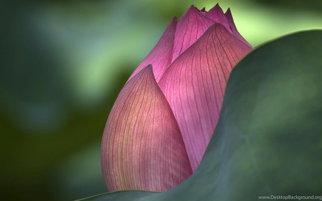 Pink Lotus Flower Widescreen HD Desktop Wallpapers : Widescreen ...