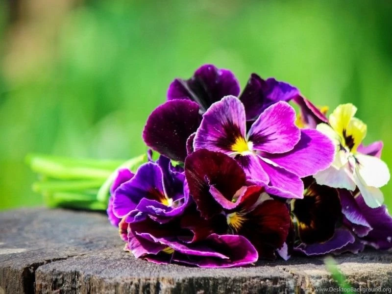 Colourful Flowers Wallpapers