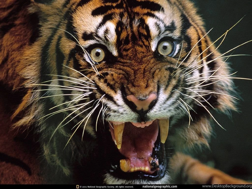 1063 Tiger HD Wallpapers