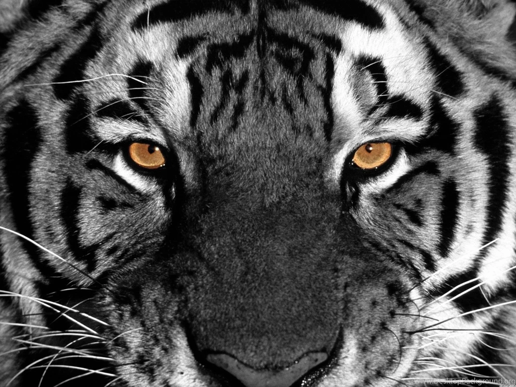 Animals Page 270
