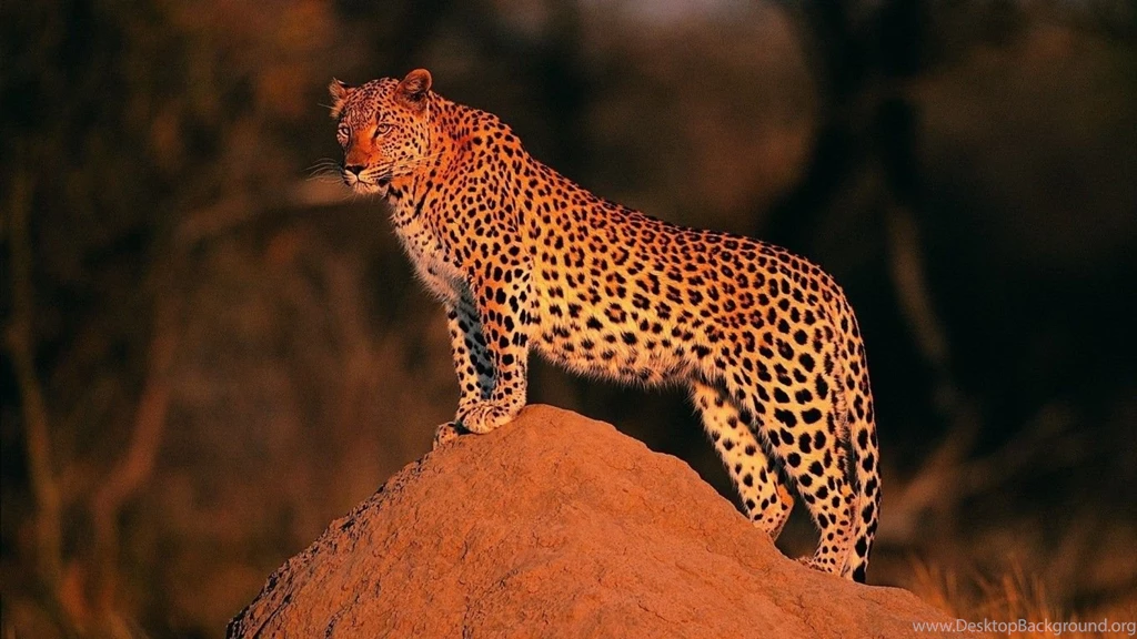 Leopard, Wallpaper, HD   Wallpapers – Yoyowall.com