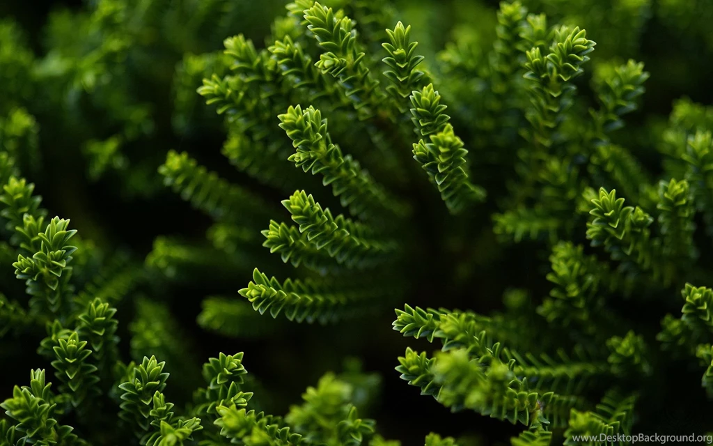 Wallpapers For Desktop Nature   HD Wallpapers Pretty