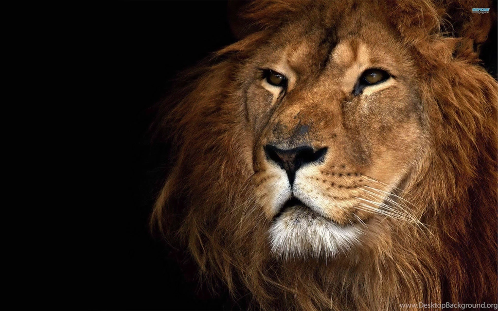 Fonds D'écran Lion : Tous Les Wallpapers Lion