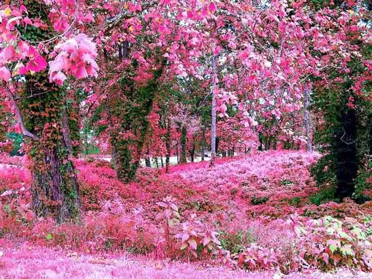 Beautiful Pink Color Photos