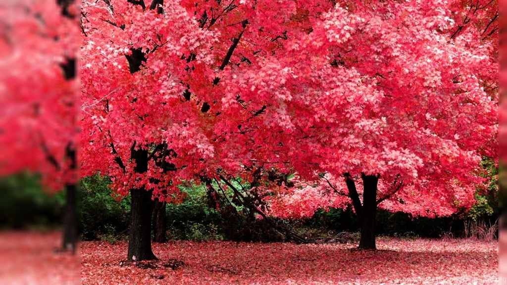 Autumn Tree Pink Color HD Desktop Mobile Wallpaper Backgrounds