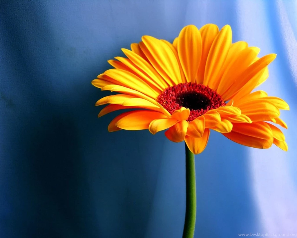 Gerbera Sunflower Wallpapers   Splendid Wallpapers HD