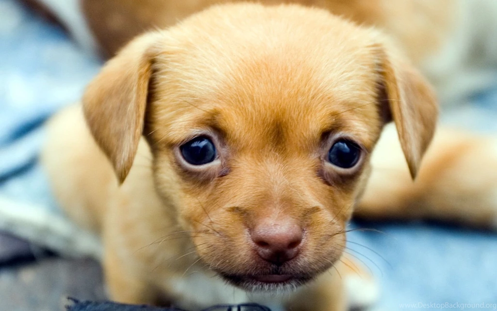 1680x1050px Puppy Wallpaper Images