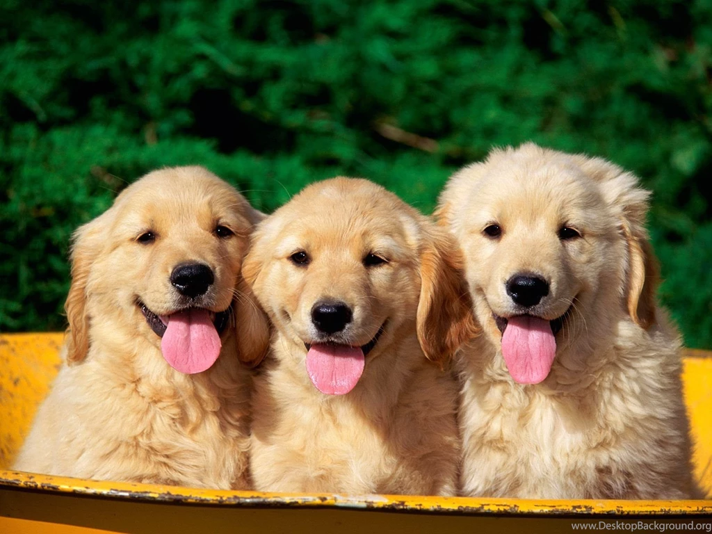 Cute puppy background pictures wallpaper.jpg