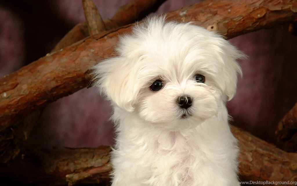 Cute Puppy Wallpapers Download Wallpapers Resimkoy