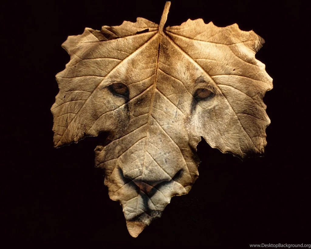 Desktop Wallpapers · Gallery · Windows 7 · Lion