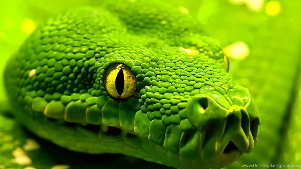 Snake Wallpapers