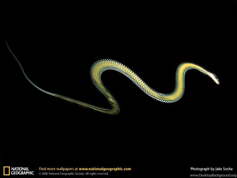 Flying Snake Picture, Flying Snake Desktop Wallpaper, Free ...