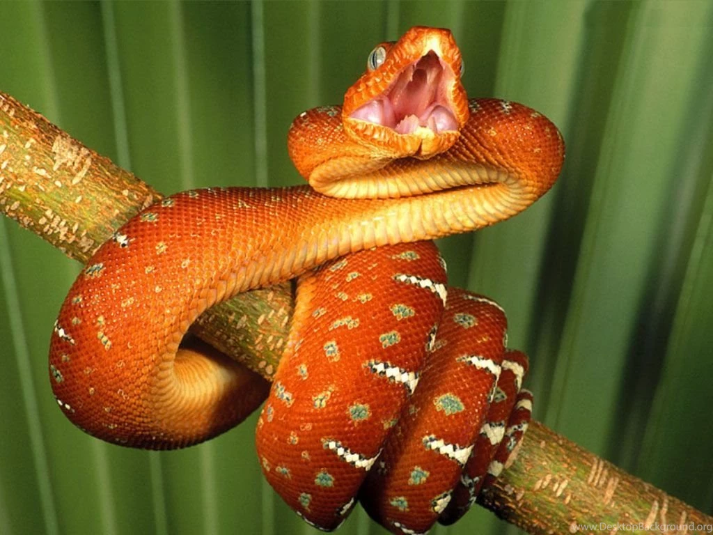 Desktop Green Mamba Snake Images