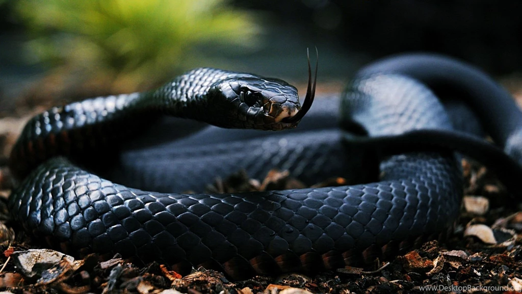 Poisonous Snake In Forest Desktop Wallpapers Zibrato