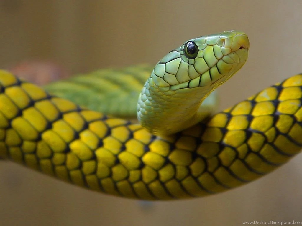 Desktop yellow snake pictures wallpaper.jpg