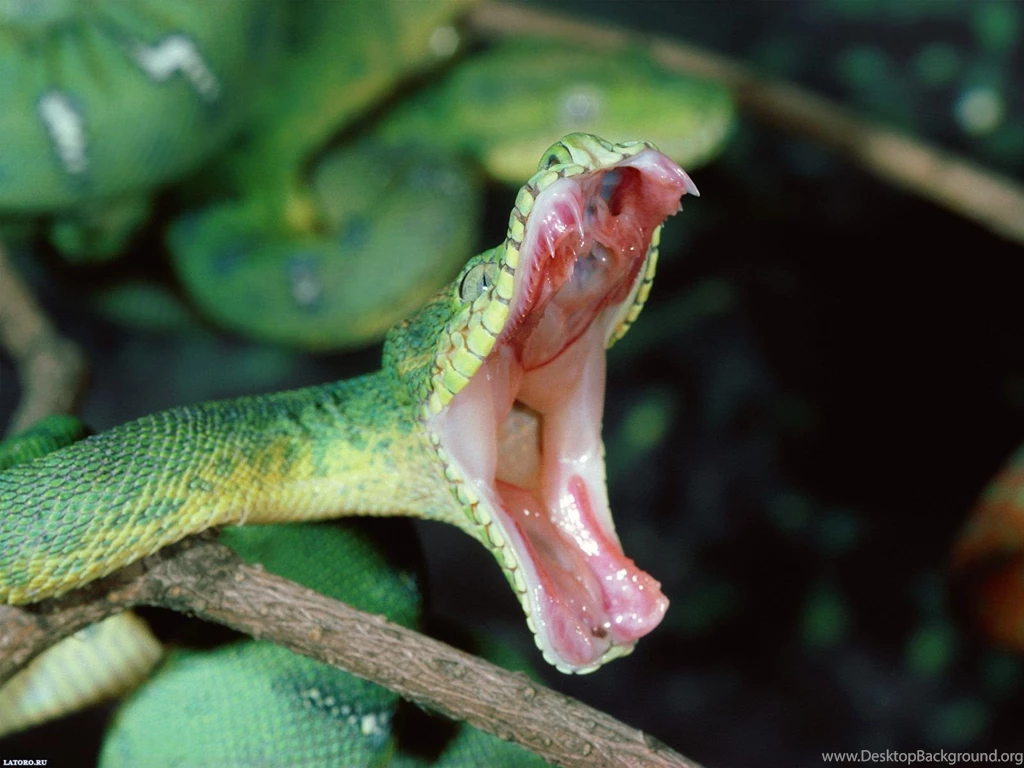 Snake Desktop Wallpapers FREE On Latoro.com